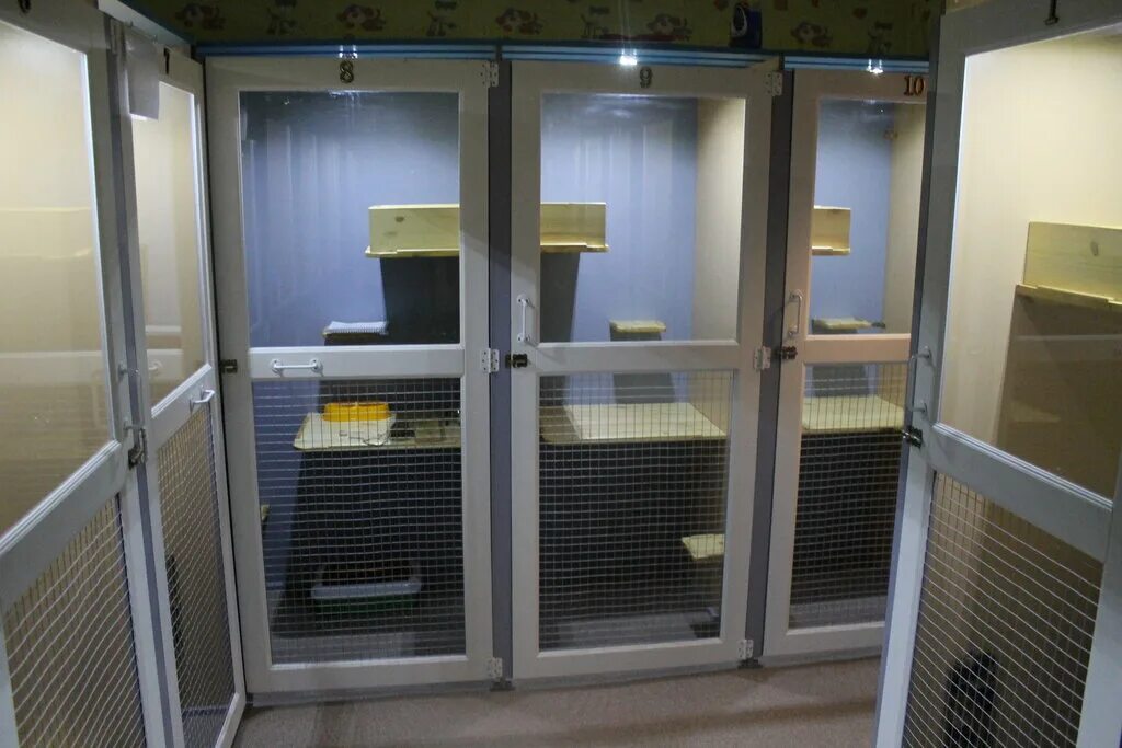 гостиная с кошкой. гостиница для кошек. зоогостиница petwish. максигрум зоогостиница. отель для котов.