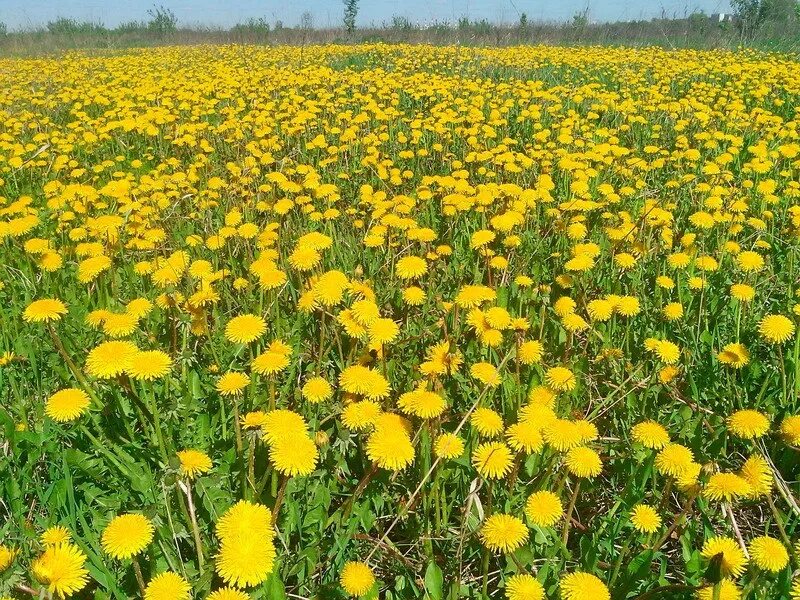 Поле одуванчиков. Поле одуванчиков фото. Одуванчик узколистный. Одуванчики цветут. Очень много одуванчиков.
