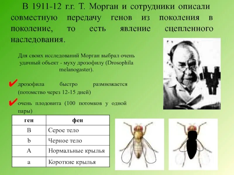 Морган сцепленное наследование. Т Морган. Исследования Моргана. Исследования т. Моргана. Теория сцепленного наследования