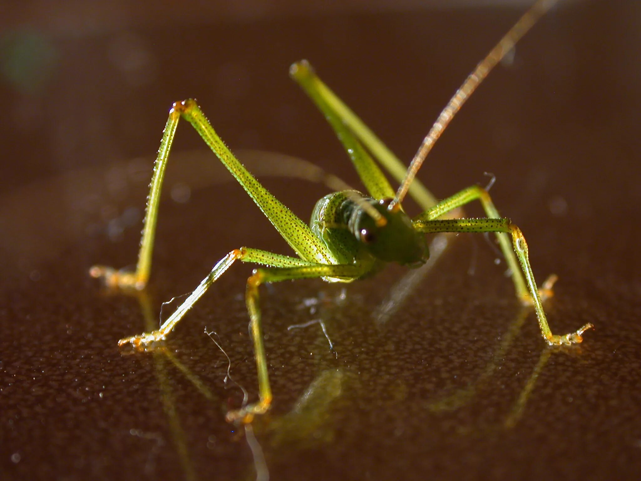 Insect legs. Long insect. Bipedal Insectoid. Hydraulic Legs insects.