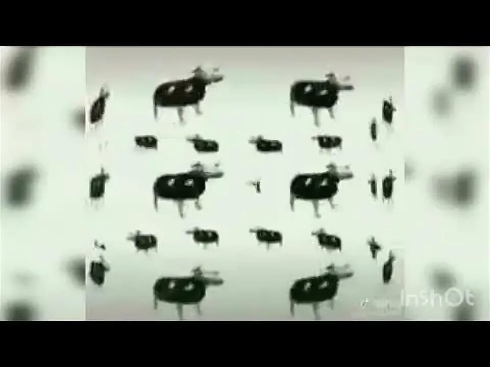 Бумажная корова. Гифка корова танцует. Корова прыгает. Польская корова танцует гиф. Корова танцует.