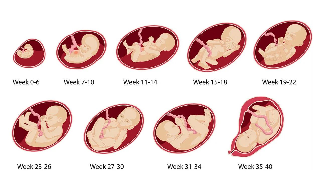 1 го месяца после. Развитие ребенка в животе. Беременность по неделям. Плод по неделям беременности. Малыш в животе по неделям.