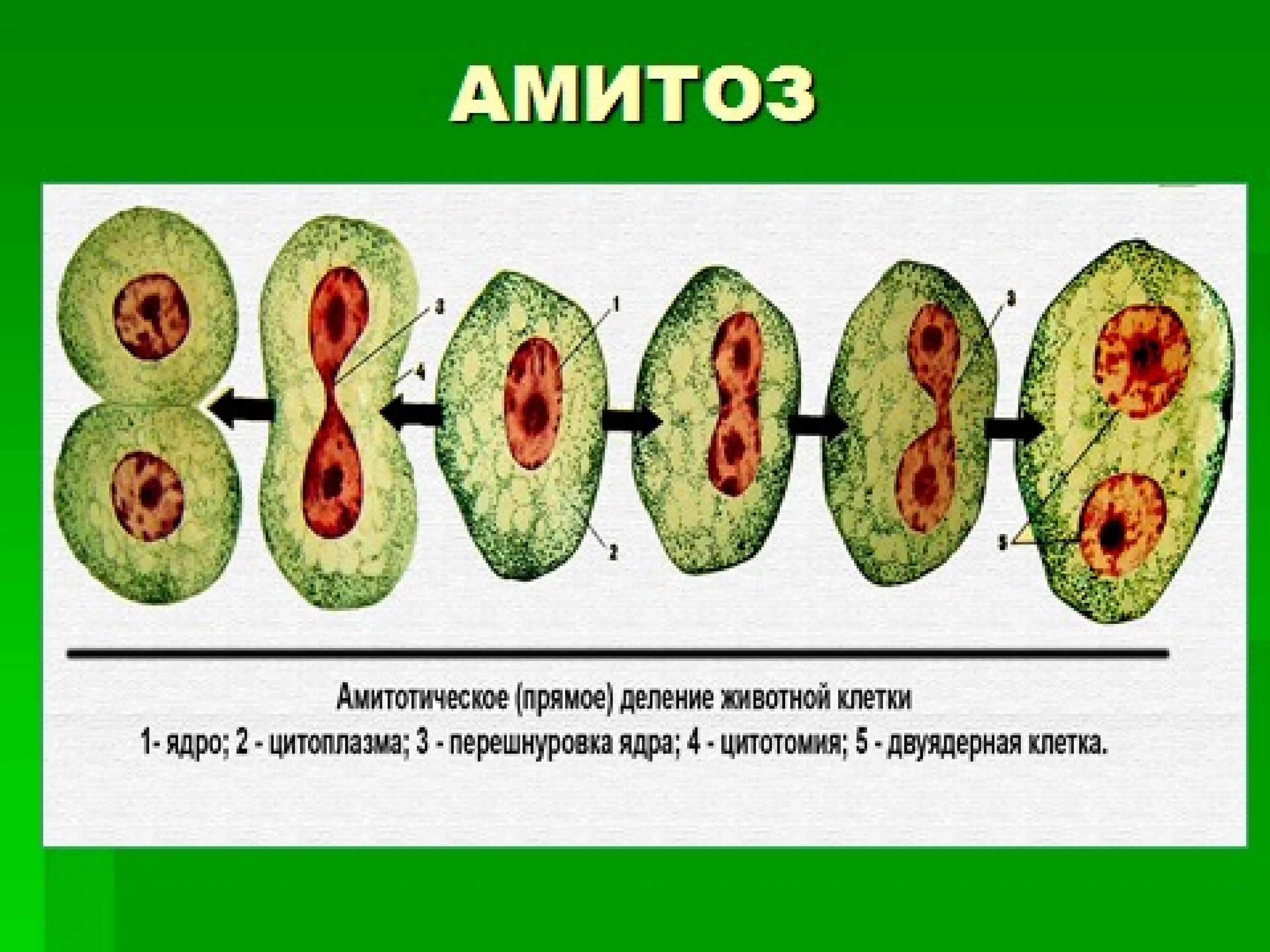 Деление клетки амитоз схема. Деление растительной клетки митоз. Схема амитоза и эндомитоза. Деление клеточных ядер митоз мейоз. Митоз прямое деление клеток