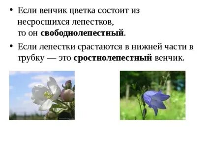 Сростнолепестный венчик цветка имеется у