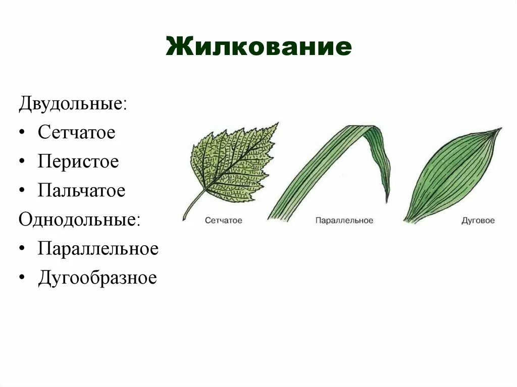 Сетчатый тип жилкования. Перисто сетчатое жилкование листьев. Жилкование листьев сетчатое параллельное дуговое. Листья с сетчатым типом жилкования. Типы жилкования листа растения.