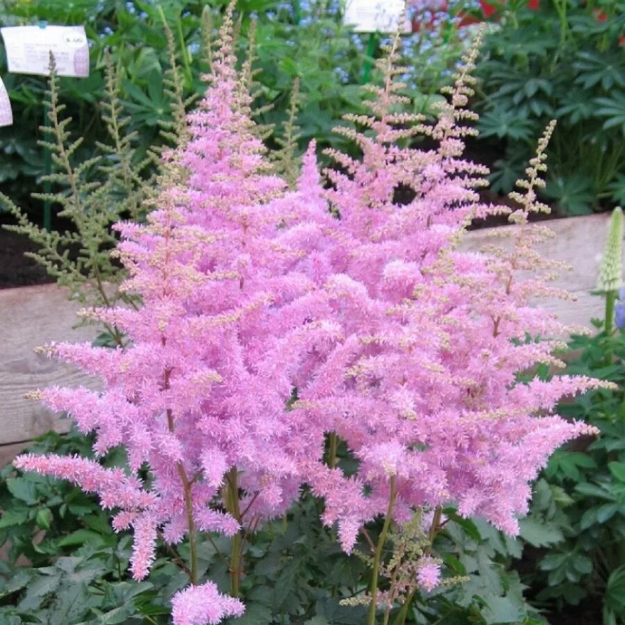 Астильба арендса гиацинт. Астильба sugarberry. Астильба snowstar. Астильба арендса fanal. Астильба арендса.