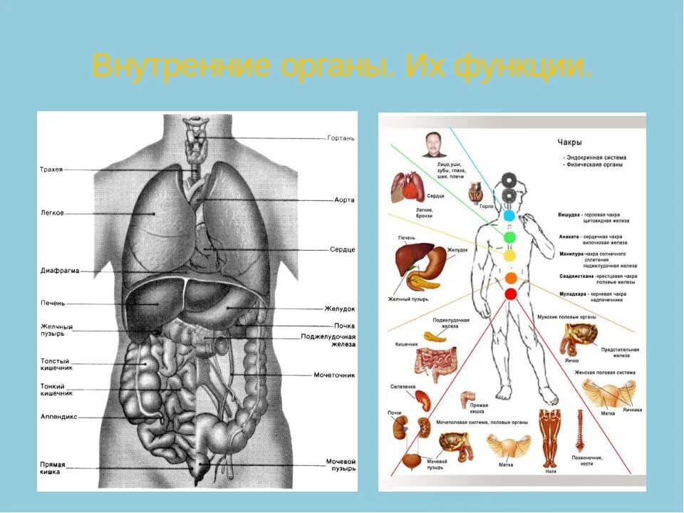 Анатомия человека расположение органов. Структура внутренних органов человека спереди. Строение органов человека мужчины спереди. Строение внутренних органов сбоку. Строение человека спереди и сзади внутренние органы.