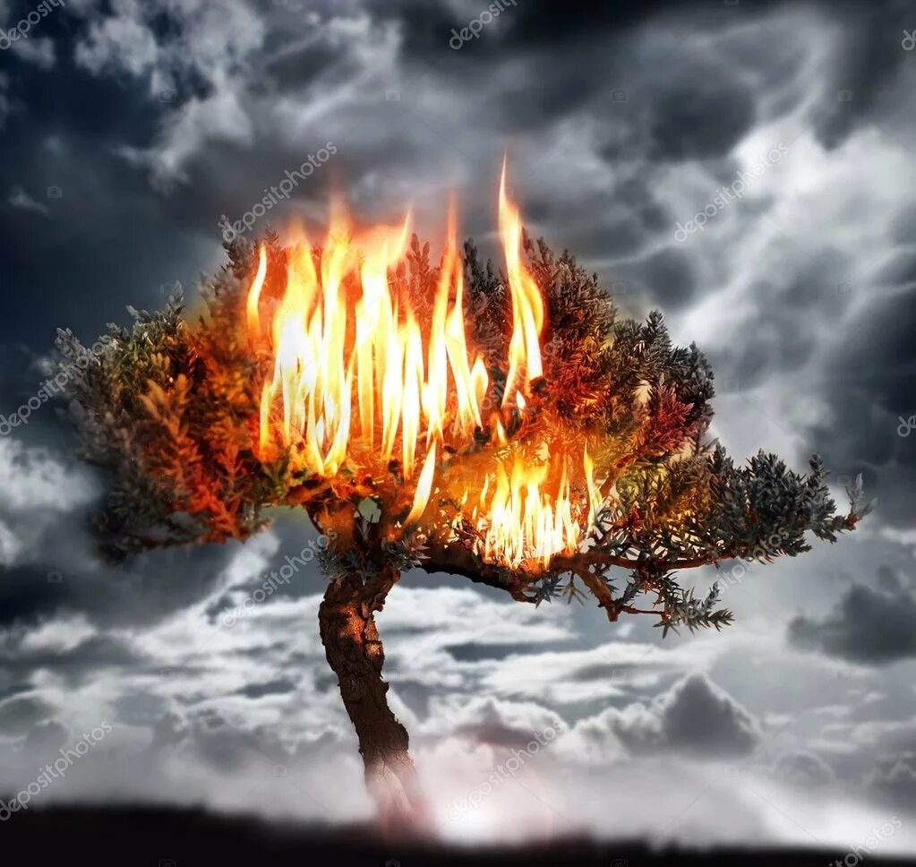 Куст горит. Горящие деревья. дерево горит. сгоревшее дерево. дерево в огне.