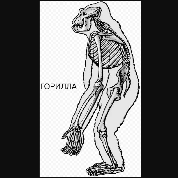 Анатомия конечностей шимпанзе. Скелет передней конечности шимпанзе. Конечности приматов скелет. Скелет гориллы и человека. Шимпанзе передняя конечность