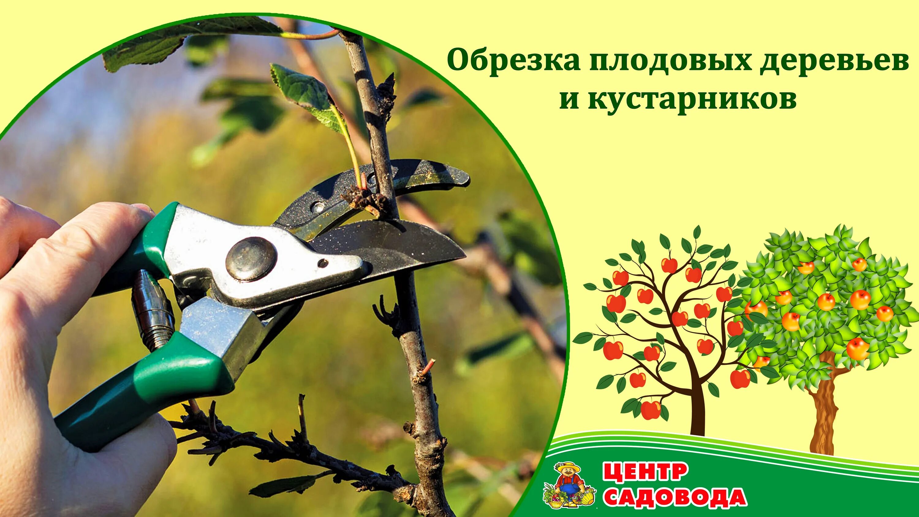 Авито обрезка плодовых деревьев. Обрезка плодовых деревьев. Весенняя обрезка плодовых. Обрезка плодовых кустарников. Обрезка садовых деревьев весной.