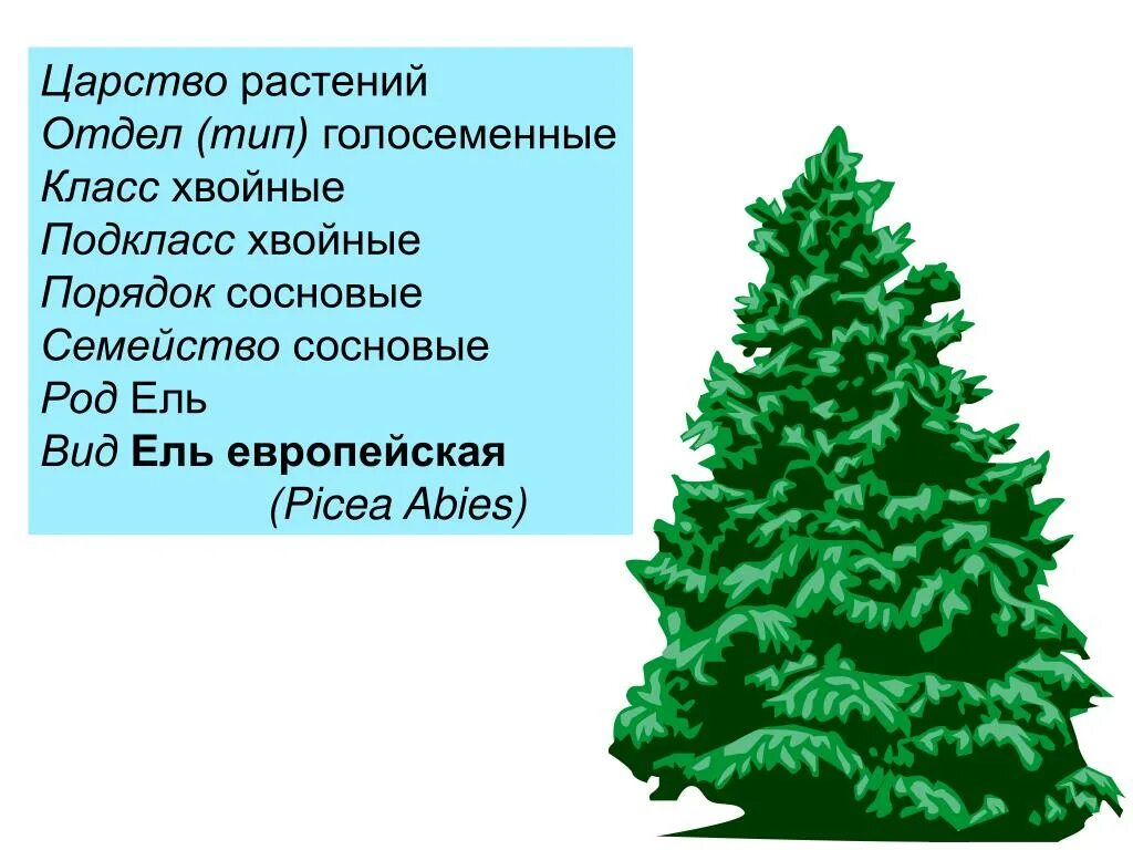 Ель обыкновенная систематика. Род ель виды. Ель царство отдел род вид класс. Ель вид род класс. Систематическая группа сосны