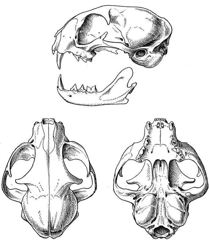 строение затылочной кости животных анатомия. кошачий череп рисунок сбоку. затылочная кость черепа анатомия животных. череп кошки анатомия. череп кошки анатомия.