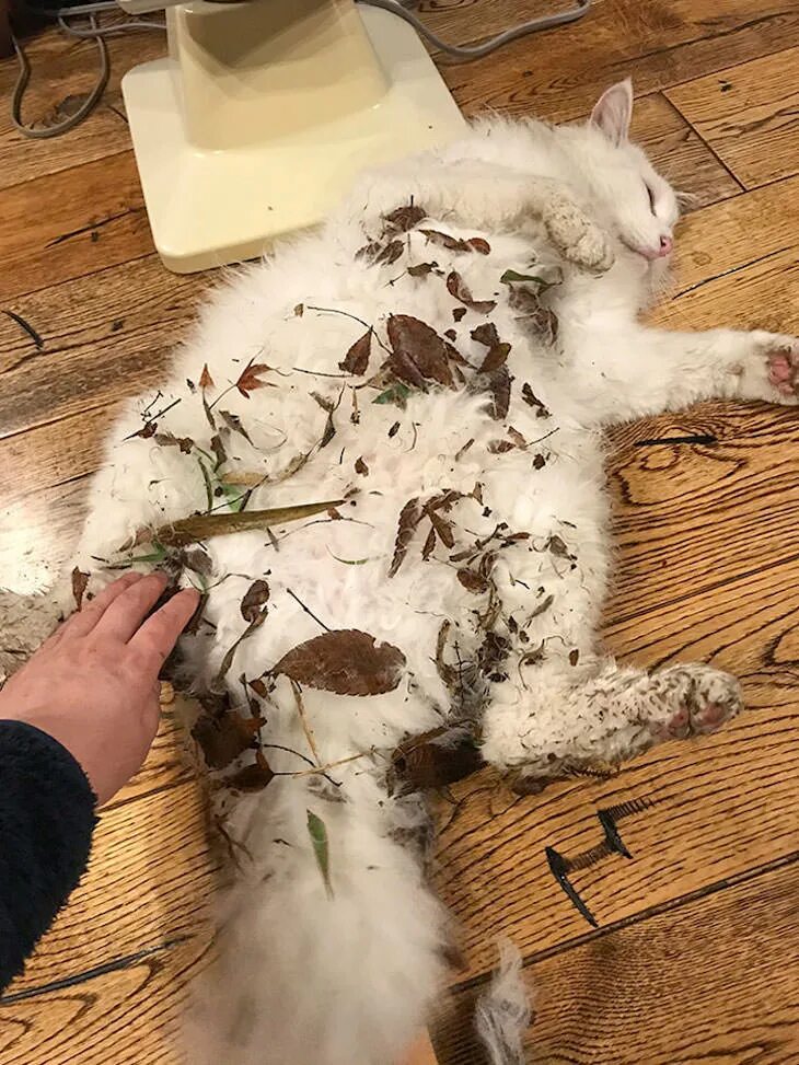 Грязная кошка вектор. Dirty cat минсоны. Коты вредители. Eight cats. Грустный котик под душем.