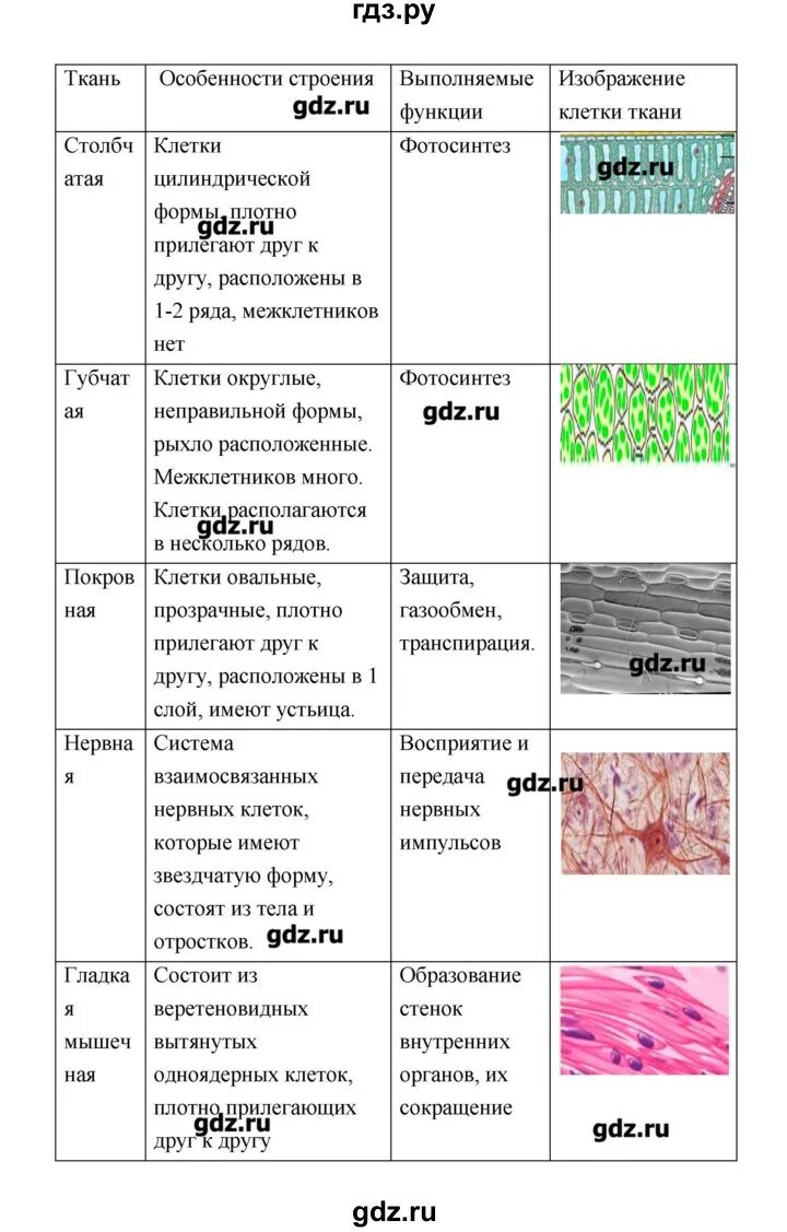Ткани название строение функции. Таблица тканей по биологии 9 класс. Таблица по биологии 9 ткани животных. Таблица название ткани особенности строения функции. Ткань столбчатая губчатая покровная нервная мышечная таблица.