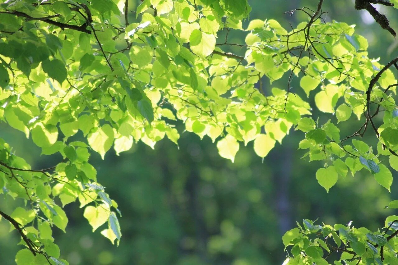 Листья деревьев. Ветка с листьями. Красивые листья деревьев. Деревья ветки листва. Веточка лиственного дерева.