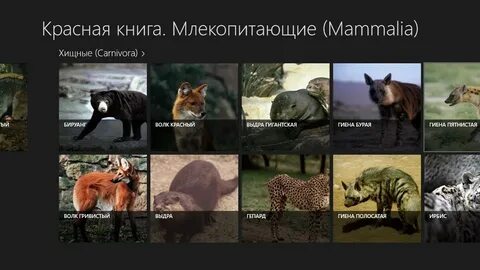 Презентация на тему млекопитающие красной книги
