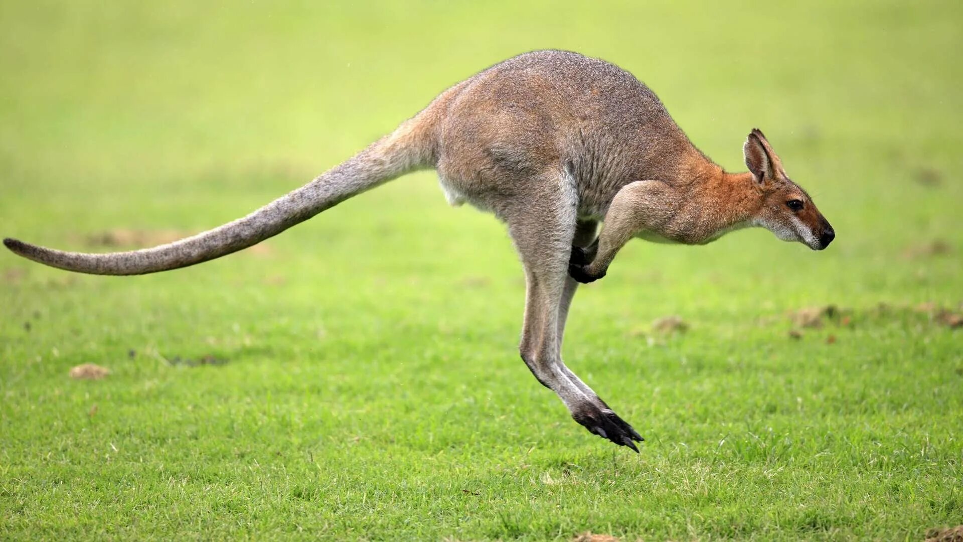 Сумчатые кенгуру. Кенгуру в Австралии. Сумчатые кенгуру в Австралии. Валлаби Австралия. Кенгуру гранди