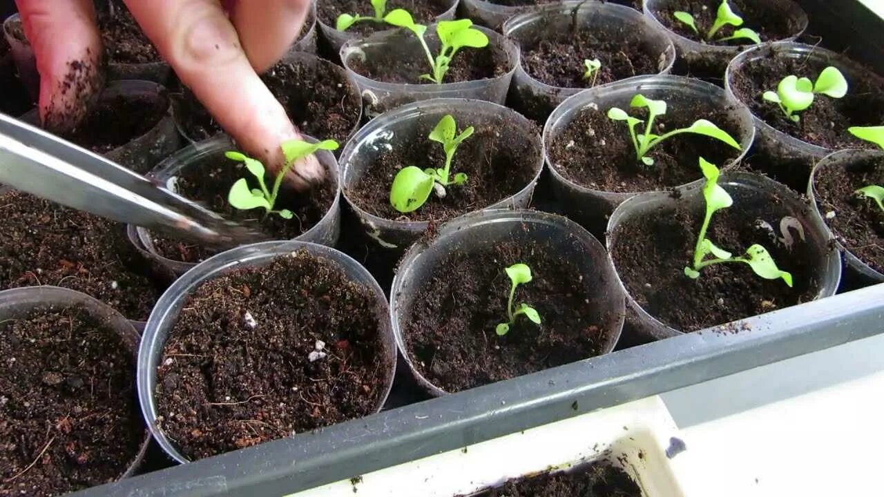 2я пикировка петунии. Пикирование рассады петуньи. Пикирование рассады петуньи. Пикировка всходов петунии. Ростки калибрахоа.