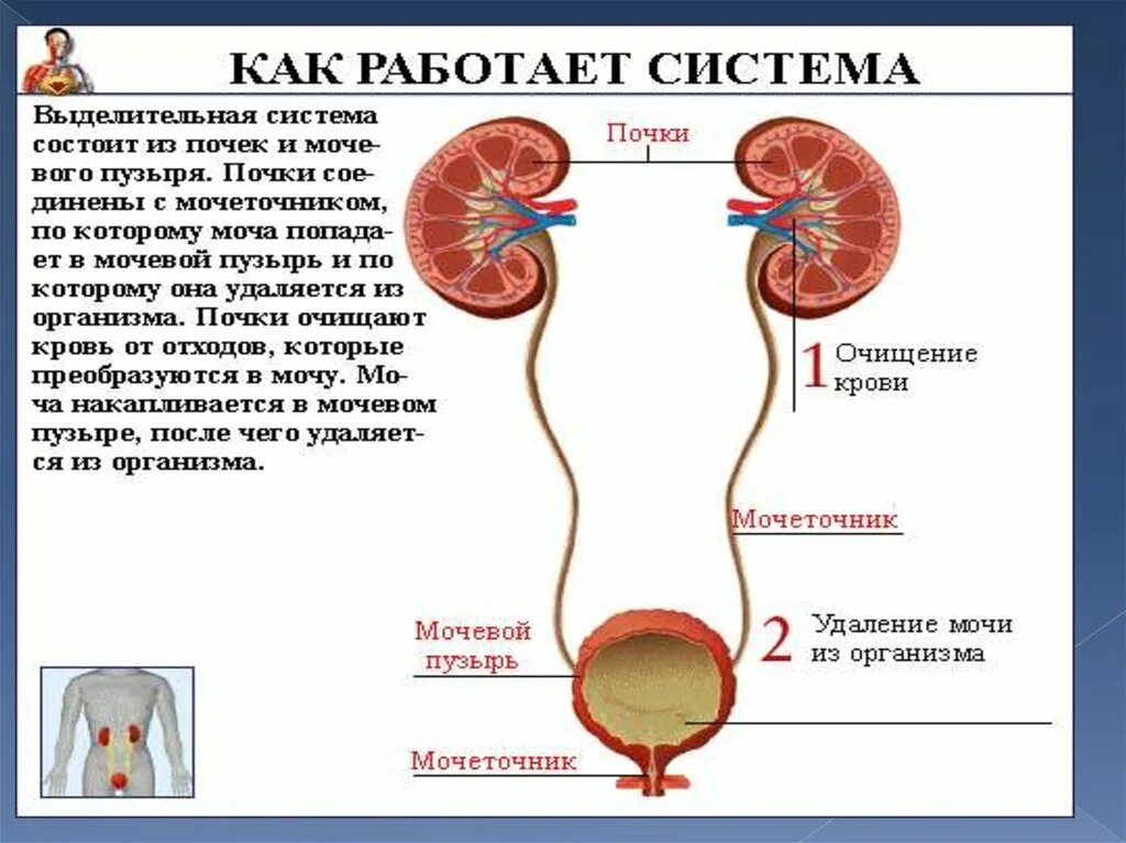 Какие капилляры в почках. Как почки очищают кровь. Процесс очищения крови в почках. Кровь к почкам поступает.