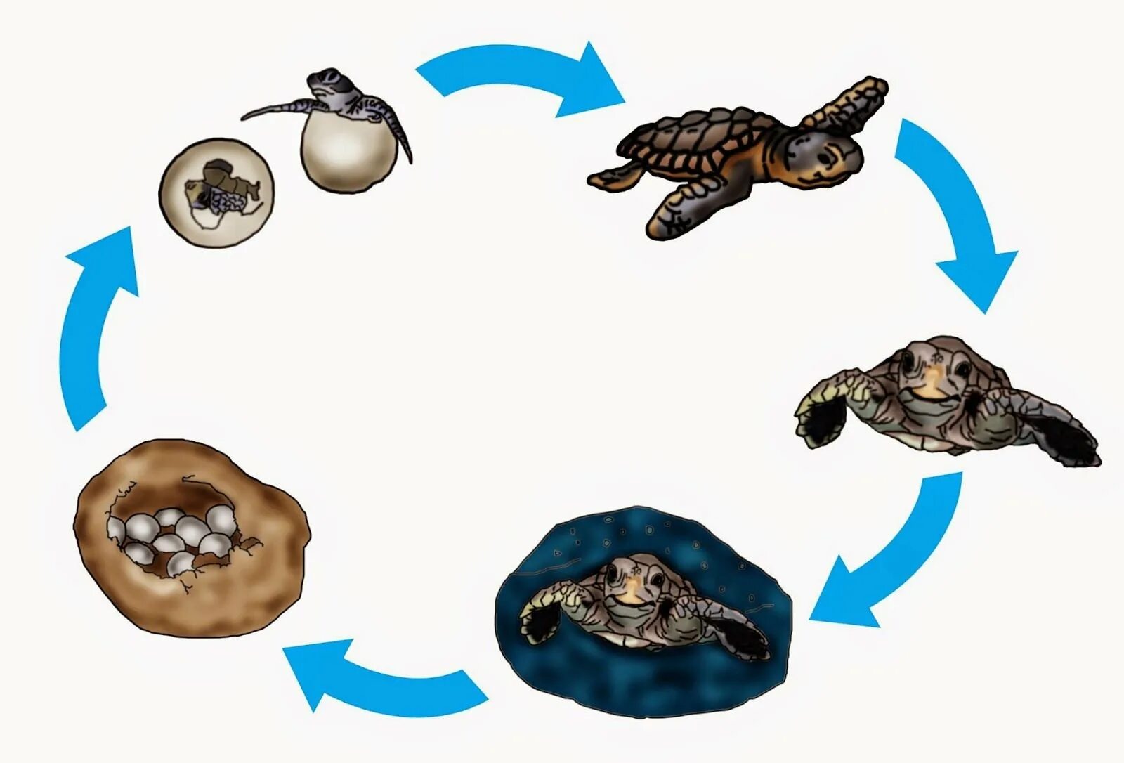 Жизненный цикл животных схема. Цикл развития лягушки. Жизненный цикл животных для дошкольников. Цикл развития черепахи. Черепахи развитие с метаморфозом