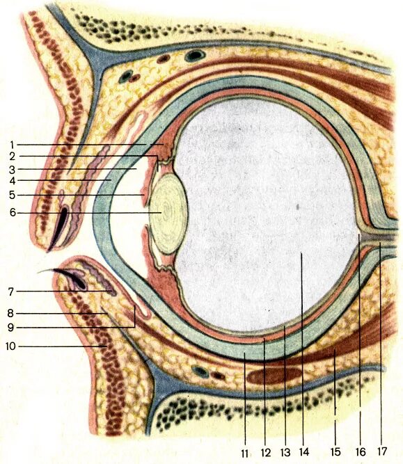 1 строение глазницы. Сагиттальный разрез глазного яблока. Сагитал ный ращрез глазного яблока. Строение глазного яблока на сагиттальном разрезе. Сагиттальный разрез глаза анатомия.