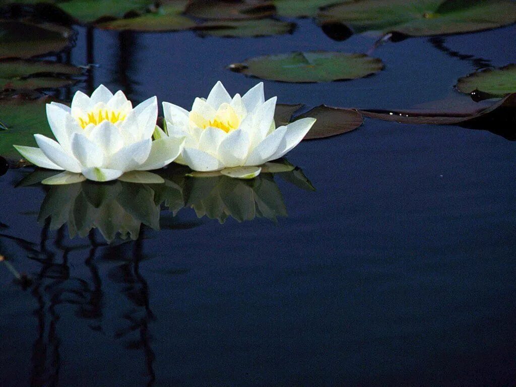 Пин на доске Lilly pads Кувшинки, Водные растения, Лилии