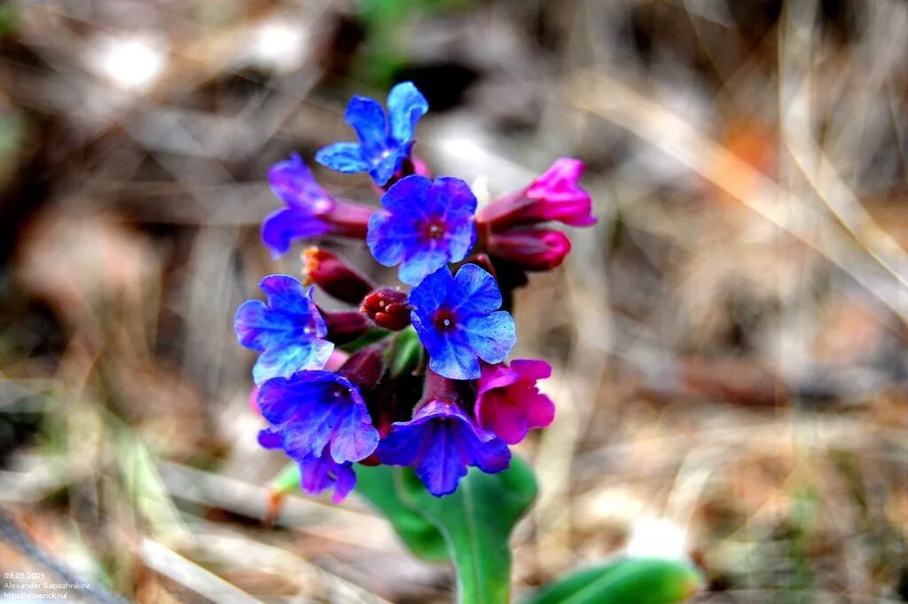 Медуница мягонькая. Цветущая медуница. Медуница цветок. Медуница цветок первоцвет. Медуница пульмонария.