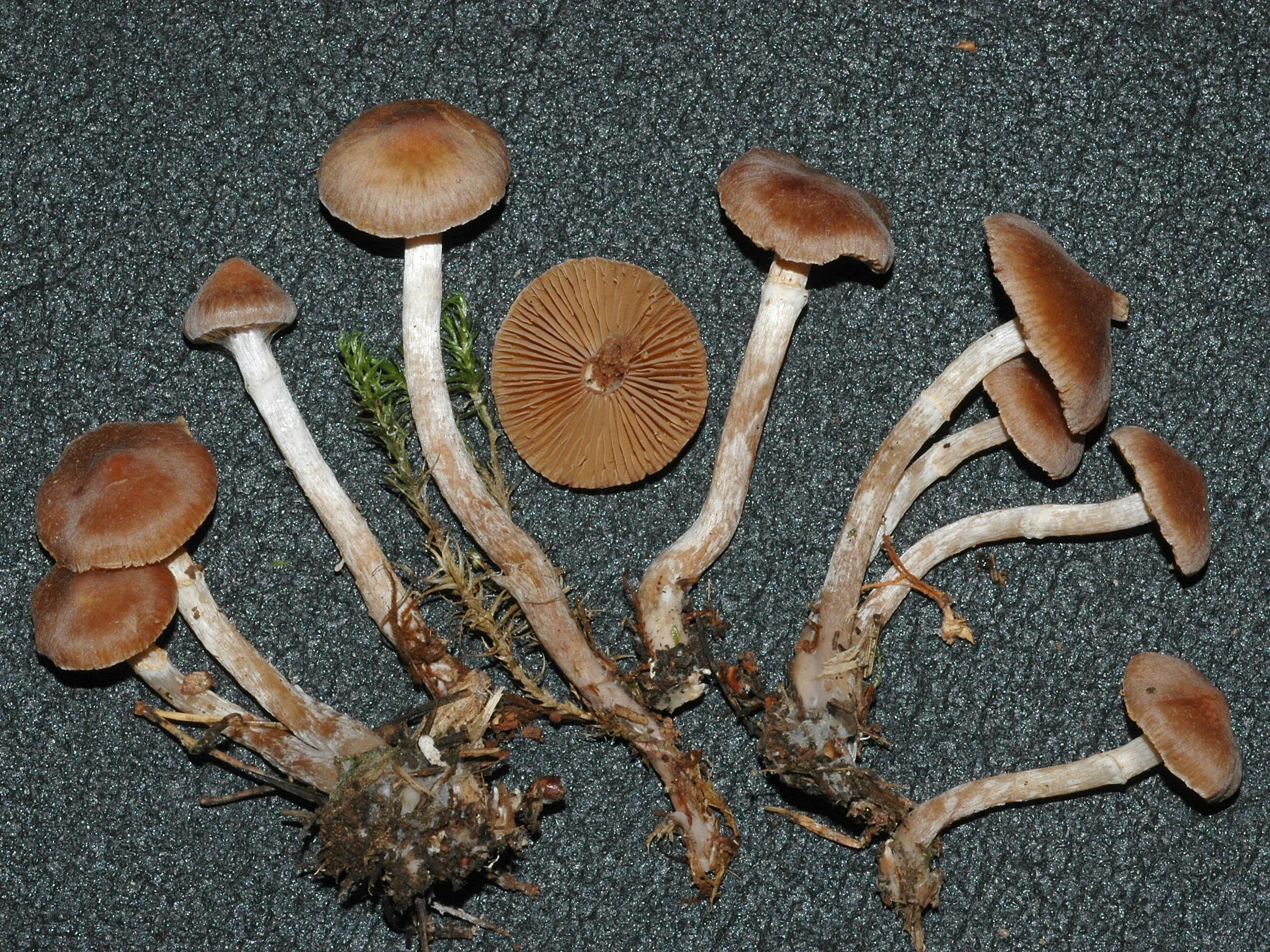 Как называется корень гриба. Telamonia паутинник. Корни грибов. Корень гриба. Грибы в почве.