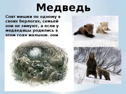 Родились зимой животные