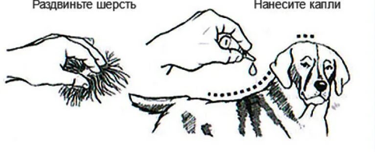 Обработка от клещей собаки капли на холку. Как капать капли собаке от блох и клещей. Как капать капли от клещей собаке. Как правильно капать капли от клещей собаке на холку.