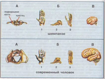 Стопа человека и шимпанзе