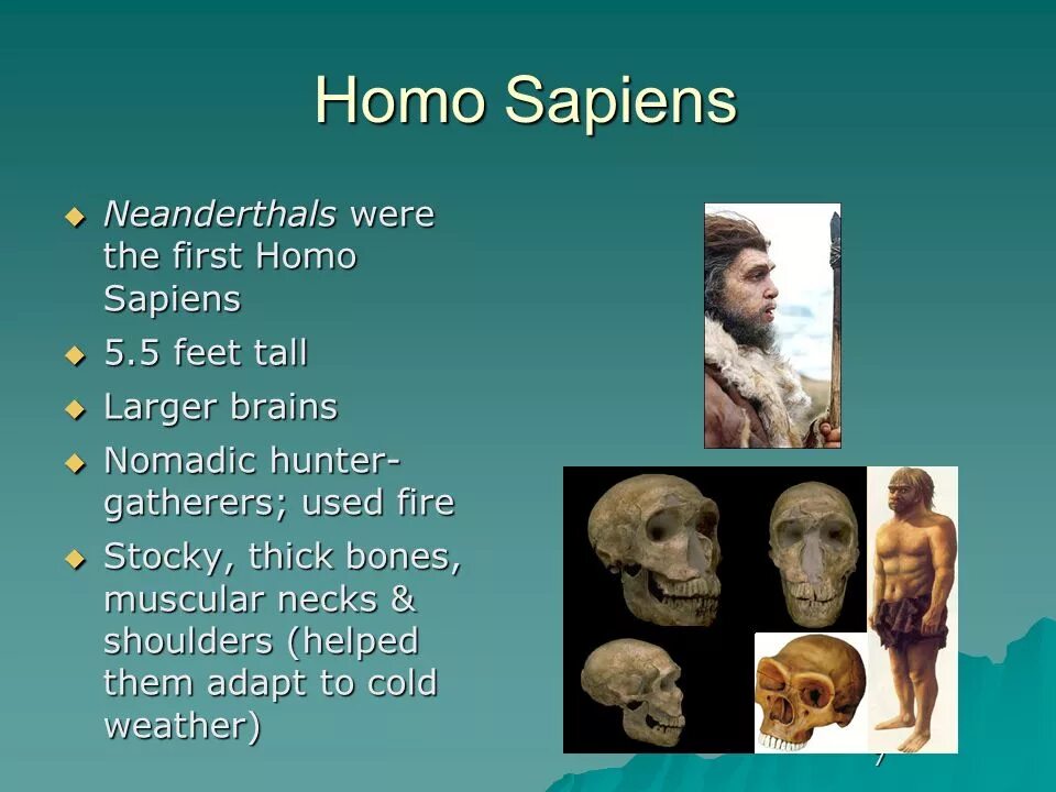 Хомо сапиенс когда возник. Человек разумный (лат. Homo sapiens). Хомо сапиенс первые представители. Предшественник человека разумного (homo sapiens). НОМО sapiens.