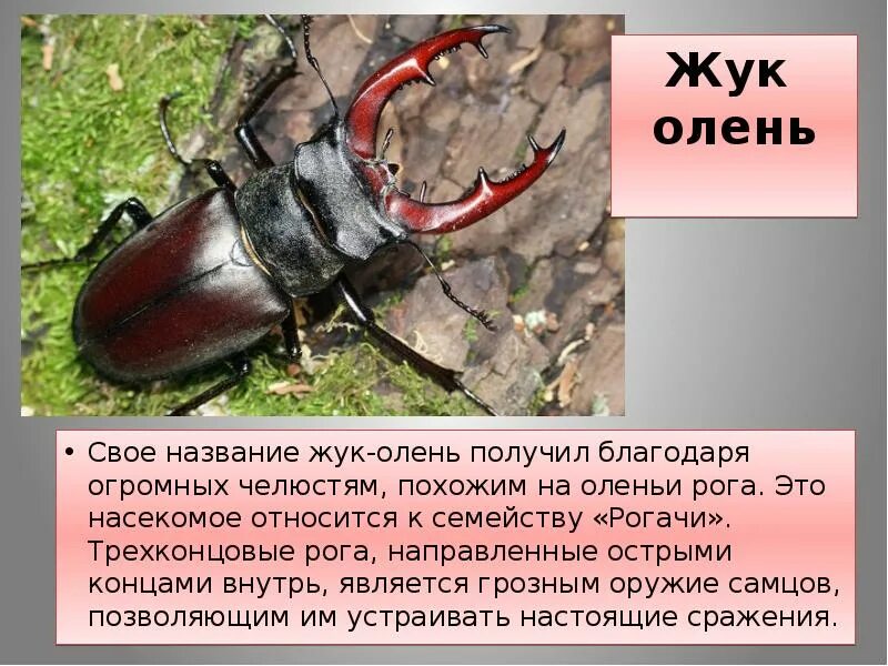 Энциклопедия про жуков для детей. Жуки энциклопедия. Жук носорог 2 класс окружающий мир. Про расскажет жук. Рассказ про жука носорога для 1 класса.