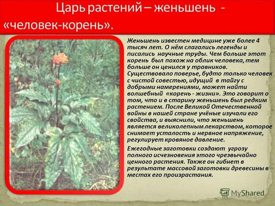 Петров крест чешуйчатый. Трава царе царь. Трава царе царь. Петров крест паразитическое растение. Скополия карниолийская.