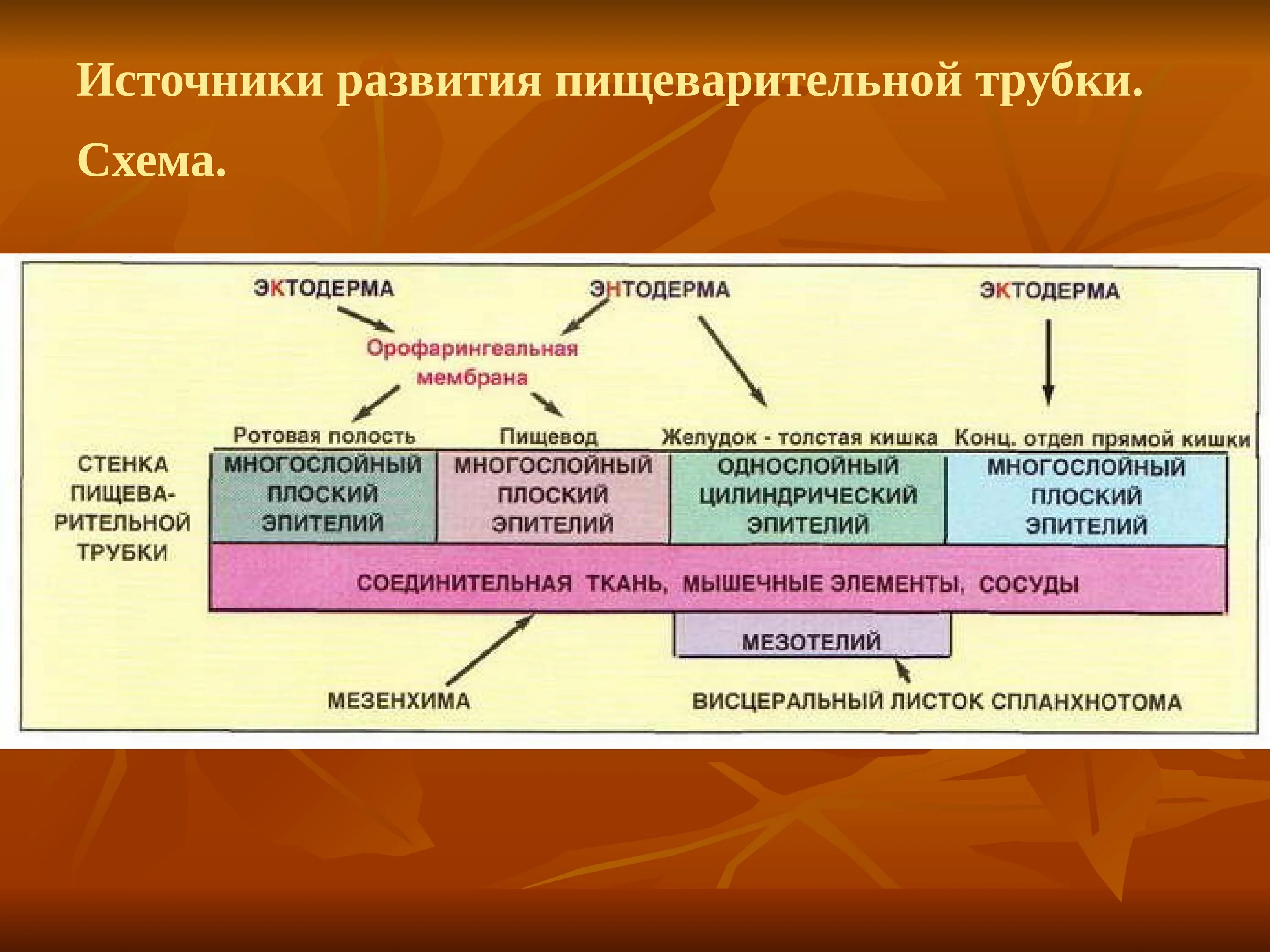 Источники развития пищеварительной системы. Источники развития пищеварительной трубки. Развитие пищеварительной системы схема. Источники развития пищевар системы. Источники развития техники