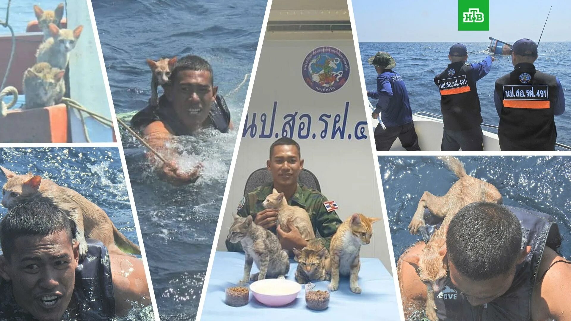 Еще с утра моряки заметили. День вмф плакат. Виталя морячок санкт петербург. Белуга выпрыгивает из воды. Аватарки для профиля крутые моряк.