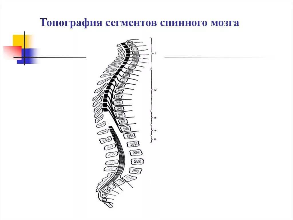Число сегментов спинного мозга. Топография спинного мозга. иомография сегментов спинного мозга. скелетотопия сегментов спинного мозга. сегменты спинного мозга их топография.
