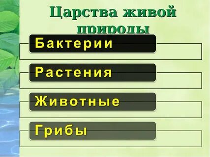 Царства живой природы 6 класс