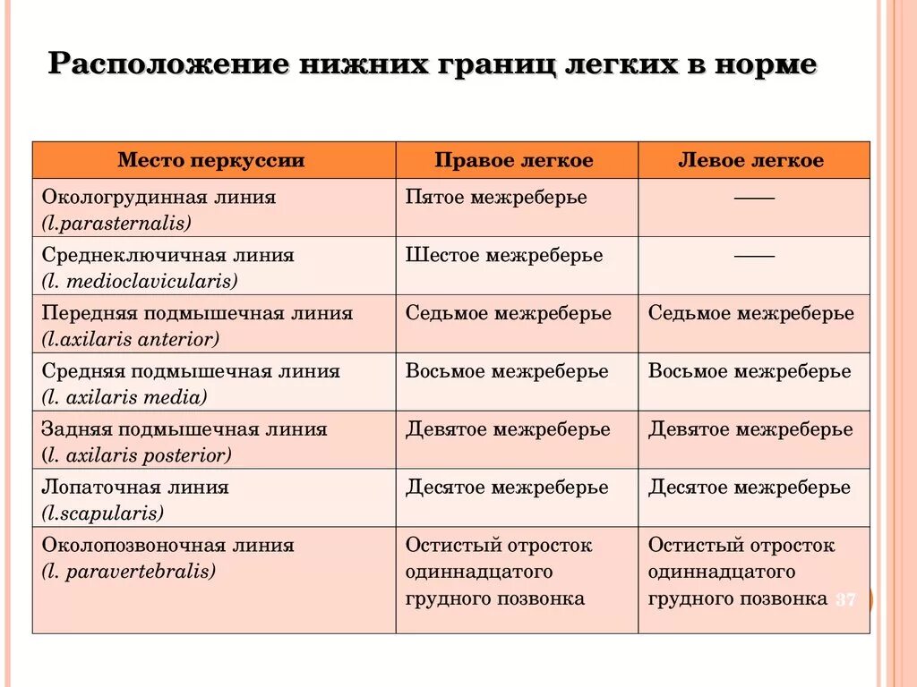 Границы правого и левого легкого таблица. Нижняя граница легкого в норме. Верхние и нижние границы лёгких. Расположение нижних границ легких. Нижняя граница левого легкого