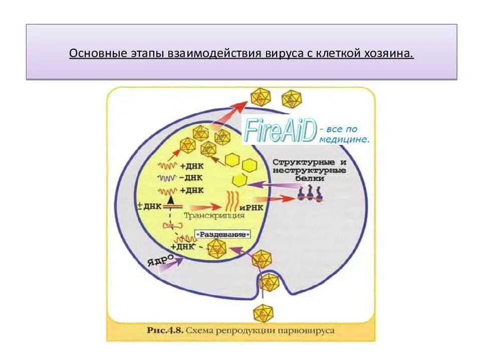 Продуктивный Тип взаимодействия вируса с клеткой схема. Продуктивный Тип взаимодействия вируса с клеткой. Этапы взаимодействия вируса. Стадии продуктивного типа взаимодействия вируса с клеткой.