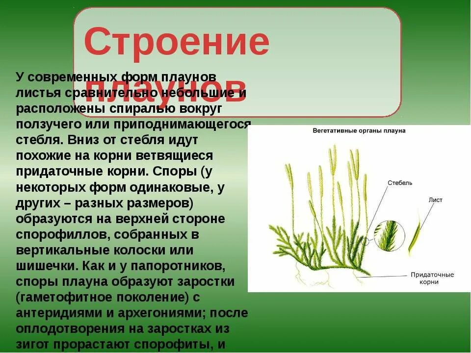 Строение стебля плауна булавовидного. Корневище у плауновидных. Строение побега плауна. Строение стебля плауна. Значение вымерших плаунов и хвощей в природе