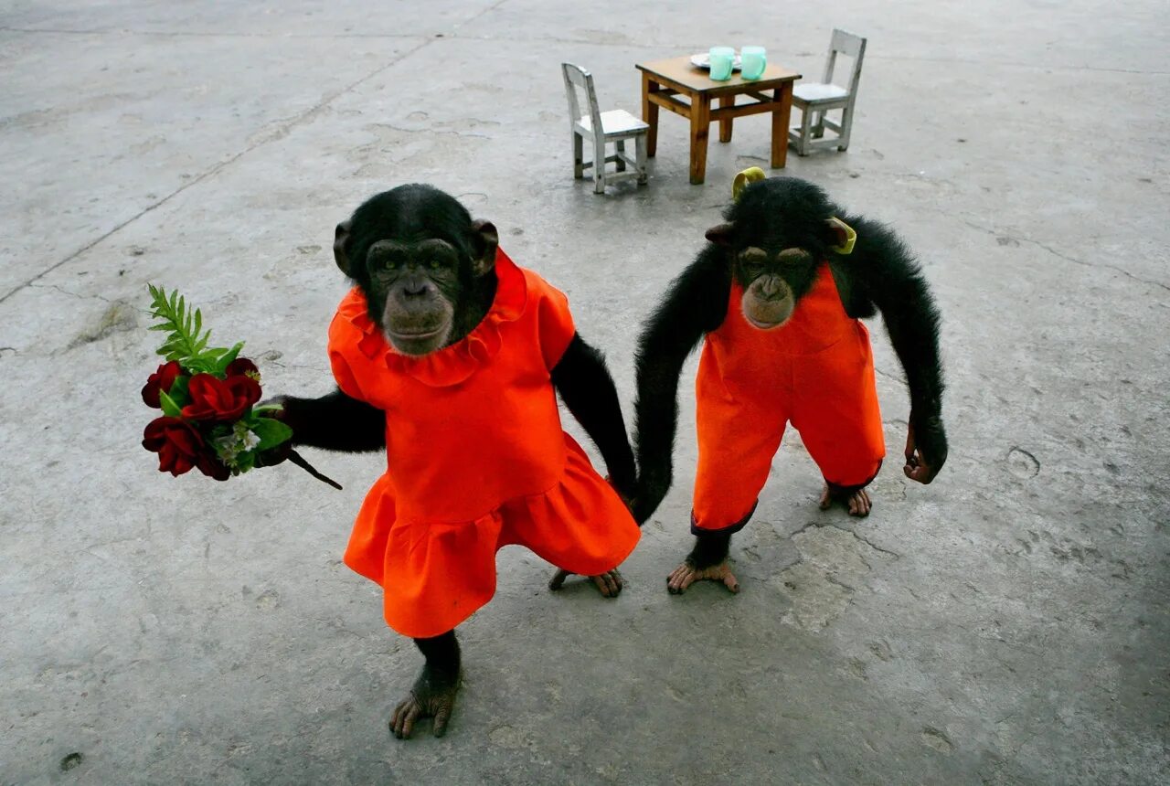 Друзья пришли с поздравлениями. Прикольные обезьянки. Смешные обезьяны. Обезьяна с цветами. Смешные картинки обезьян.