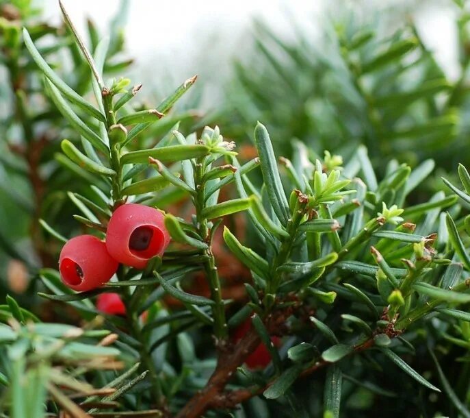 Тис остроконечный Taxus cuspidata. Тисс ягодный остроконечный. Тис остроконечный тис Дальневосточный. Тис Taxus cuspidata Nana. Ис тис