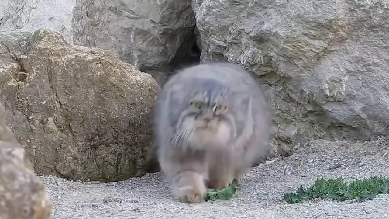 Сколько манулов на земле