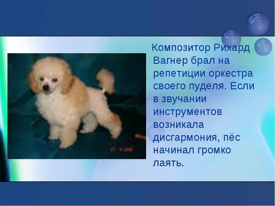 белый пудель 3 глава план. план белый пудель. план рассказа куприна белый пудель. план пудель. белый пудель план по главам.