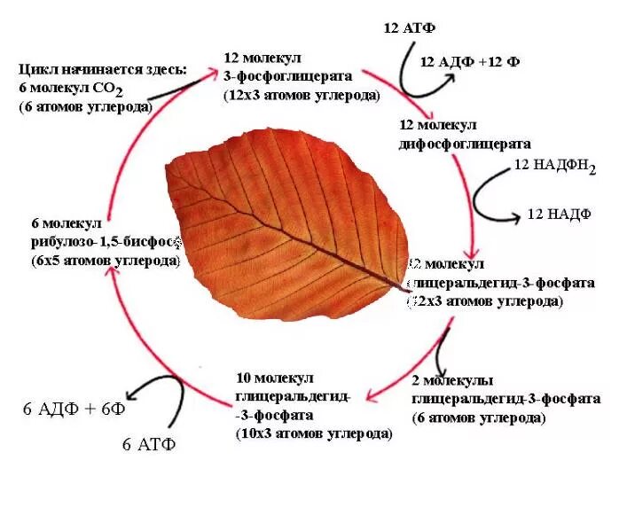 Где длина листа