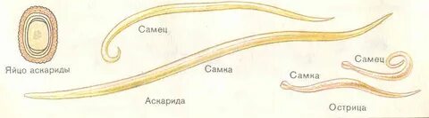 Острица тип