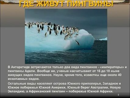 На каком материке пингвины