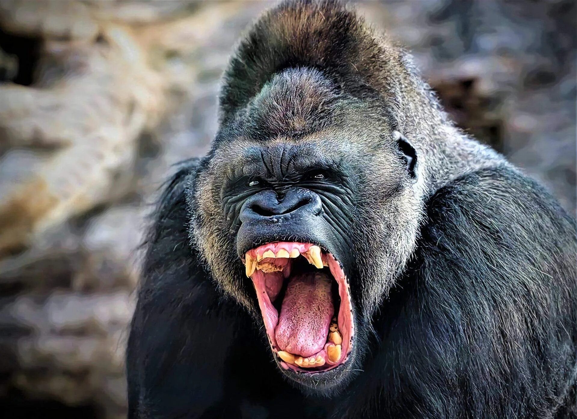 Silverback горилла. Горилла и шимпанзе. Самец гориллы Харамбе. Злая горилла Кинг Конг.