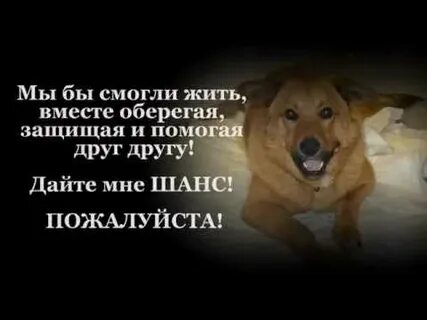 Дай пожалуйста шанс